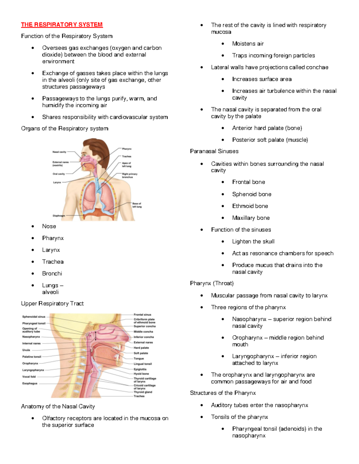 THE Respiratory System - THE RESPIRATORY SYSTEM Function of the ...