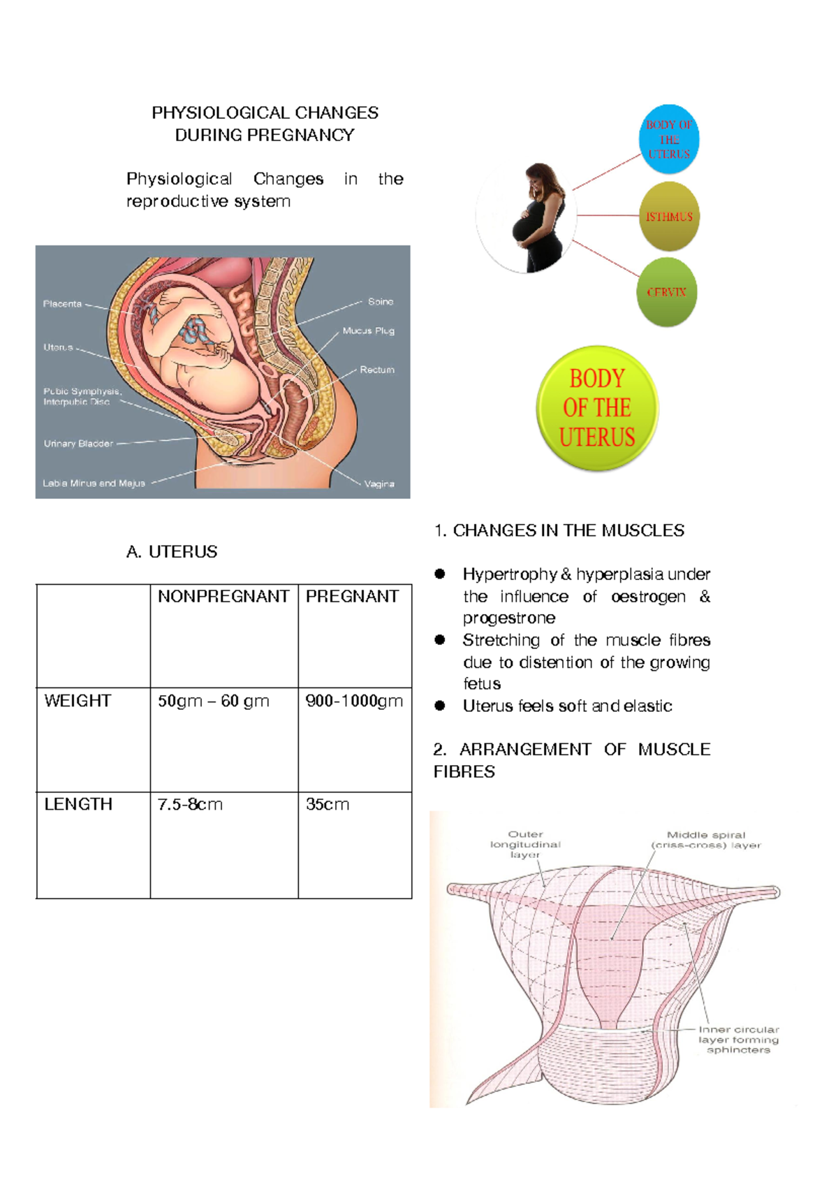 1 Physiological Changes - PHYSIOLOGICAL CHANGES DURING PREGNANCY ...