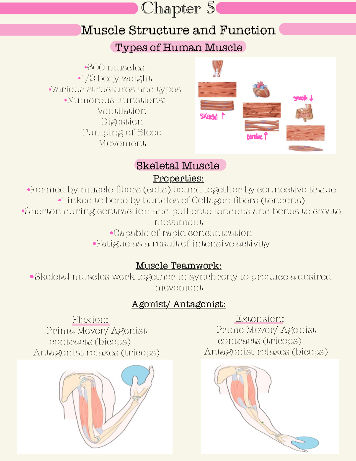 KIN 2303 Chapter Five - Chapter 5 Muscle Structure and Function Types ...