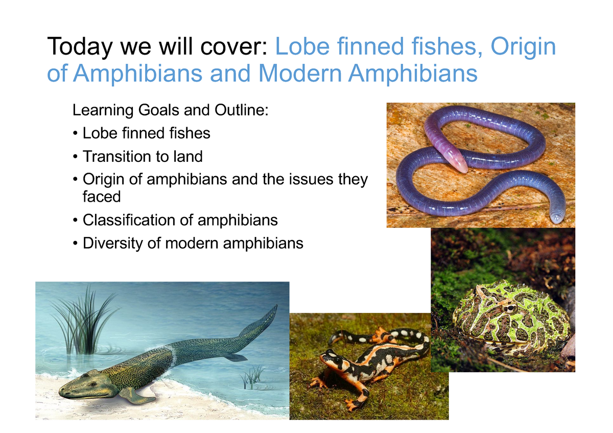 3lobe Finned Fishesamphibian Origins Modern Amphibians 2021 To D A