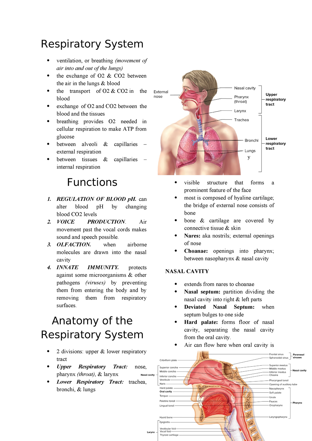 10th Lesson Respiratory System - Respiratory System ventilation, or ...