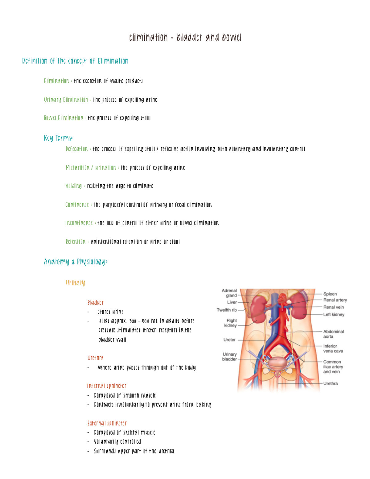 Bladder And Urinary Elimination Outline - Elimination - Bladder And ...