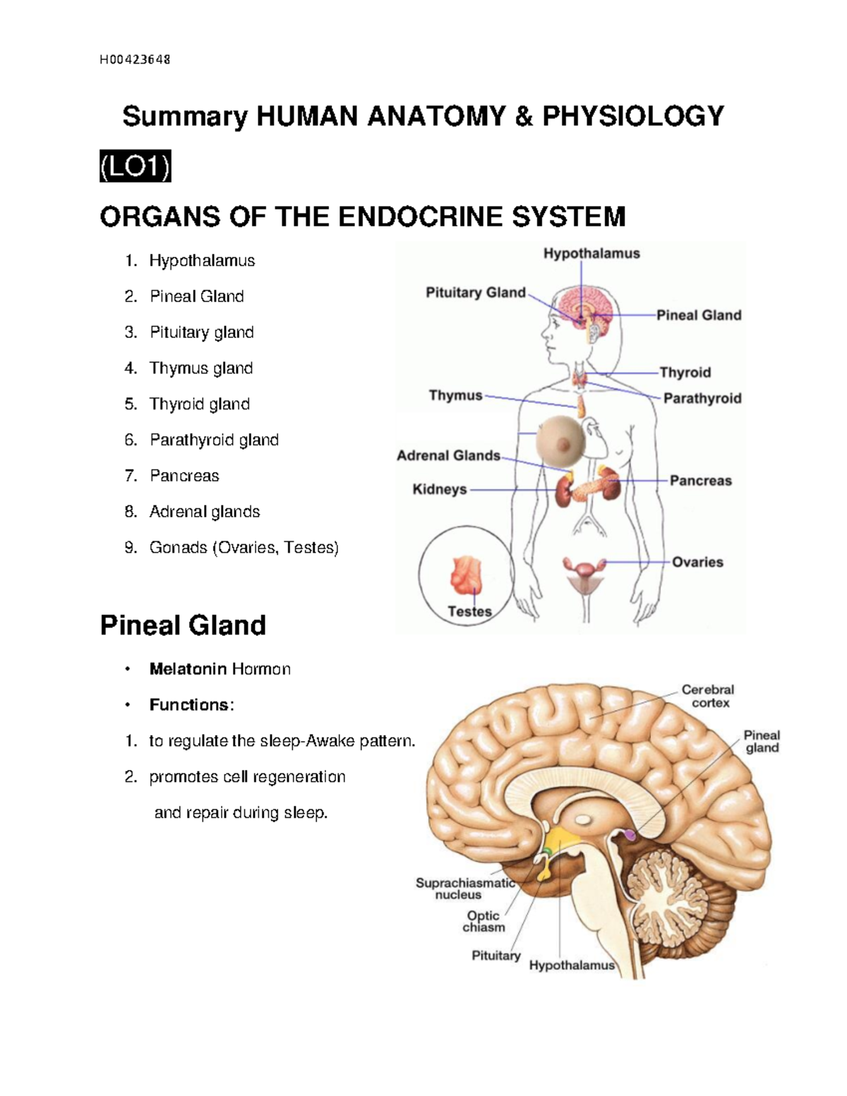 Summary Human Anatomy - lecture note :) - Summary HUMAN ANATOMY ...