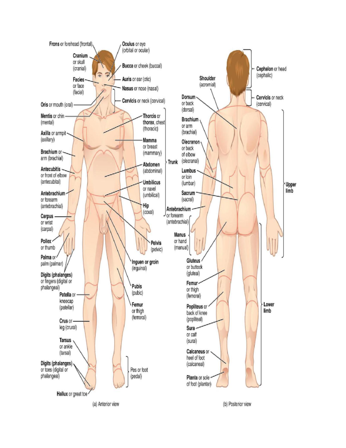Human Anatomy lecture notes - The Directional Terms Anterior (or ...