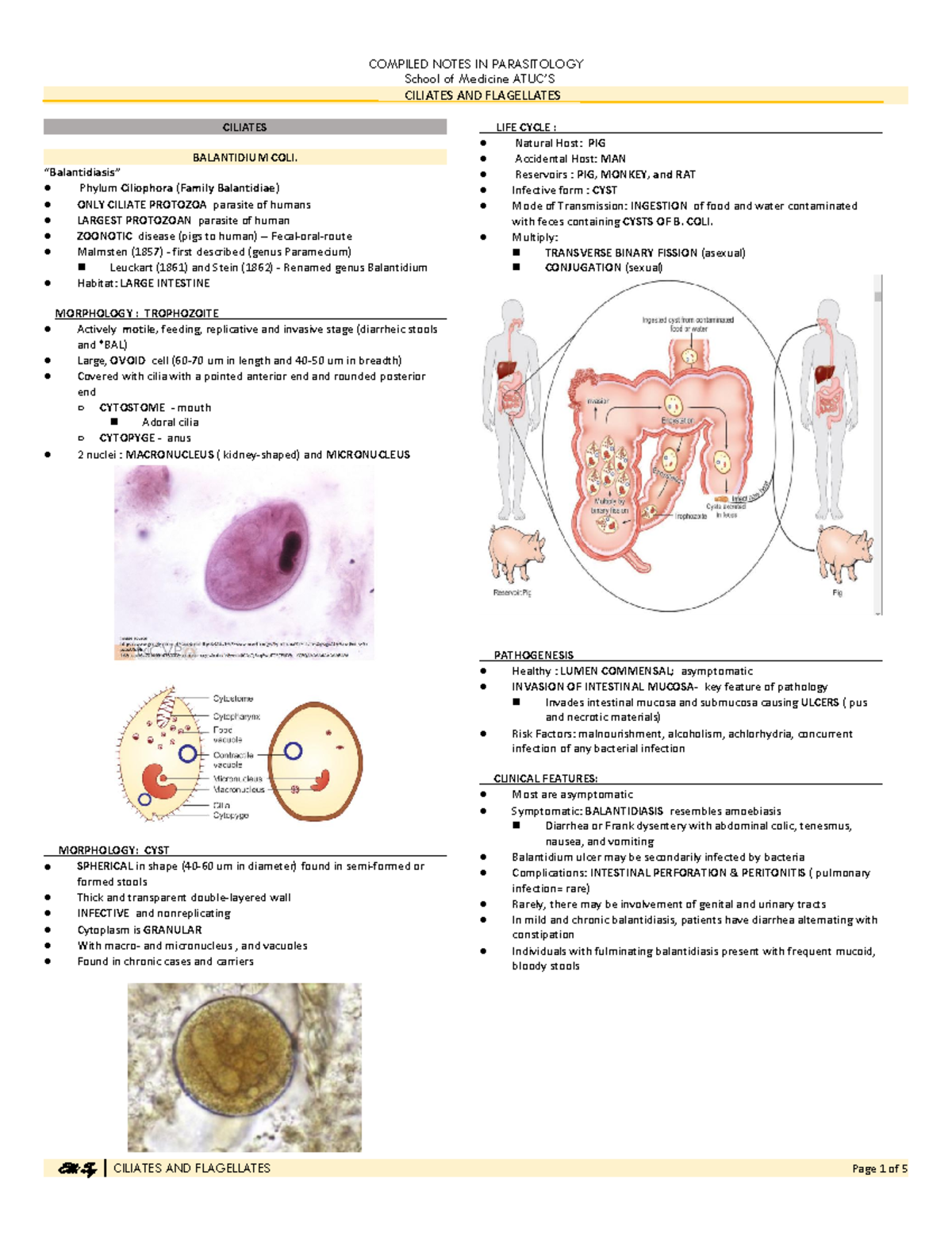 Ciliates Flagellates Parasitology School Of Medicine Atucs Ciliates