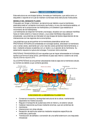 LA MEMBRANA PLASMÁTICA - Unidad 2: LA MEMBRANA PLASMÁTICA Esta estructura  es una bicapa lipídica, - Studocu