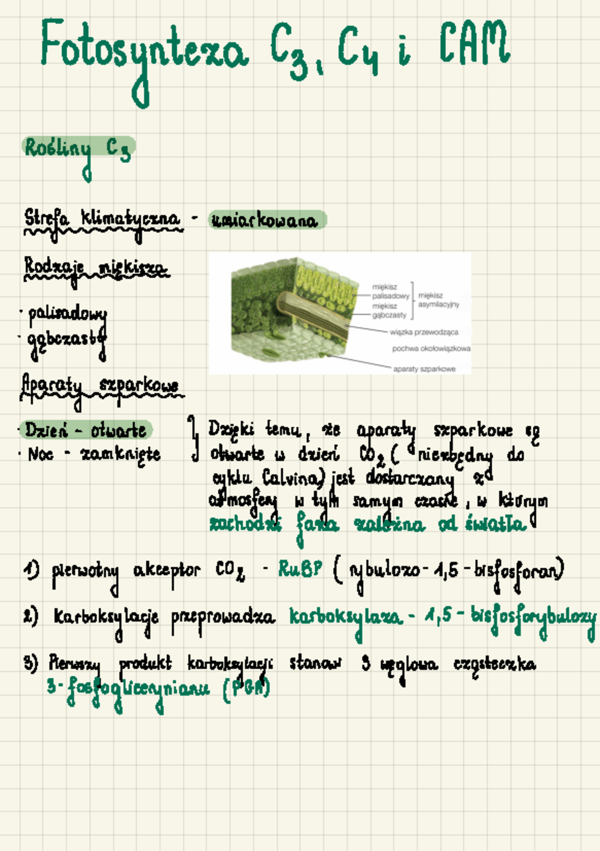 Fotosynteza C3, C4 i CAM - Fotosynteaacz , Cui 1AM Roiling C 3 .÷÷÷iI± ...
