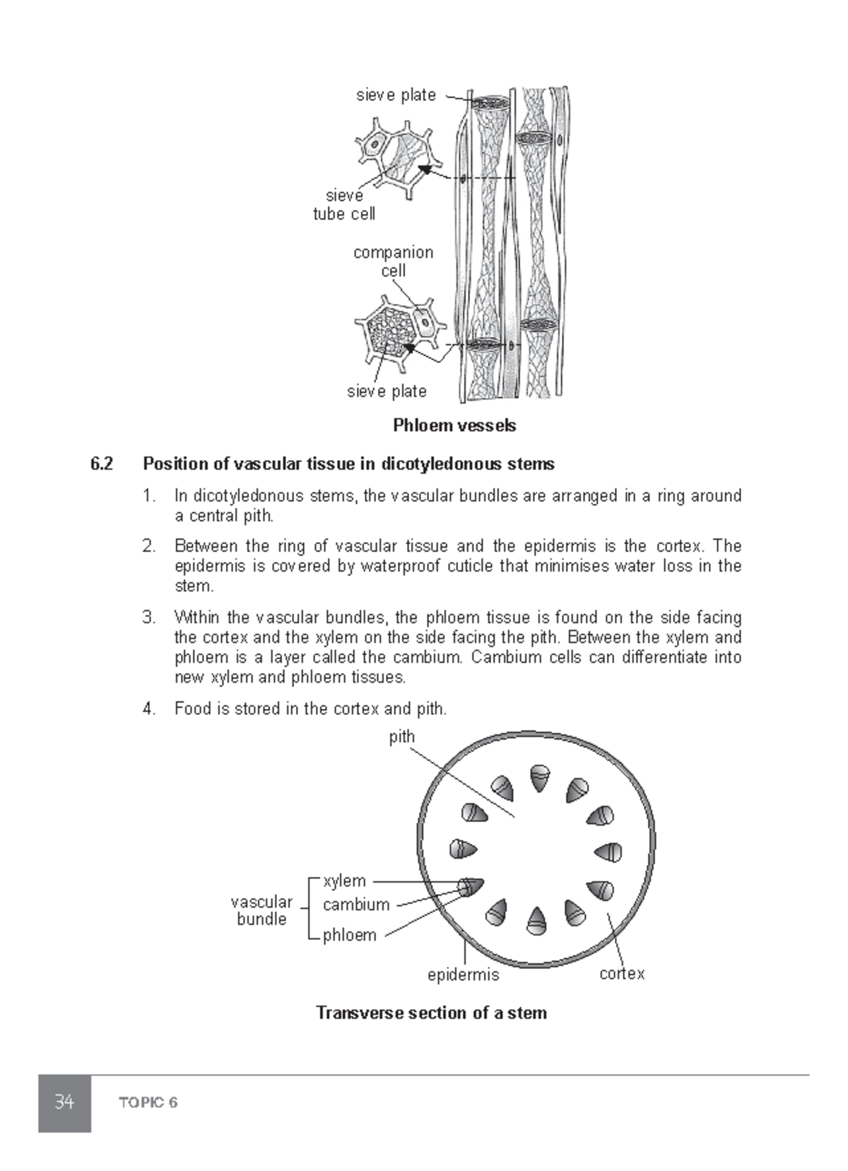 40 hello 34 TOPIC 6 Phloem vessels sieve plate sieve plate