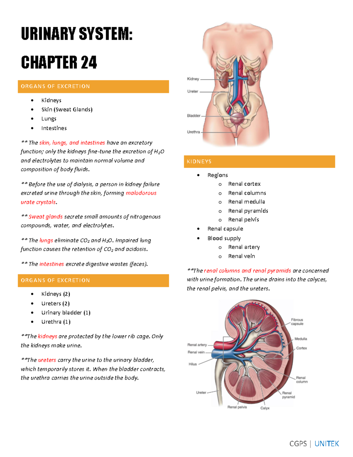 Urinary System - notes - URINARY SYSTEM: CHAPTER 24 ORGANS OF EXCRETION ...