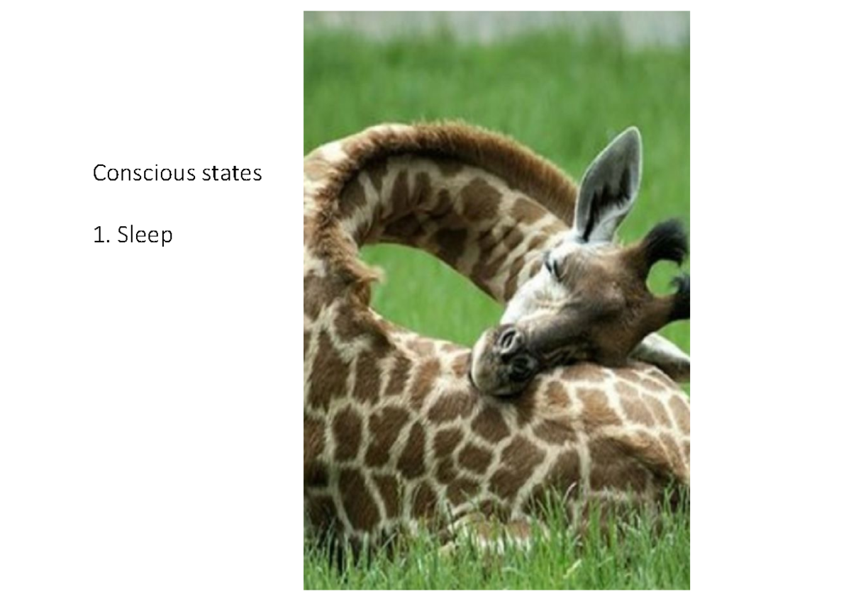 Sleep lecture - Conscious states 1. Sleep What to know about sleep 1 ...
