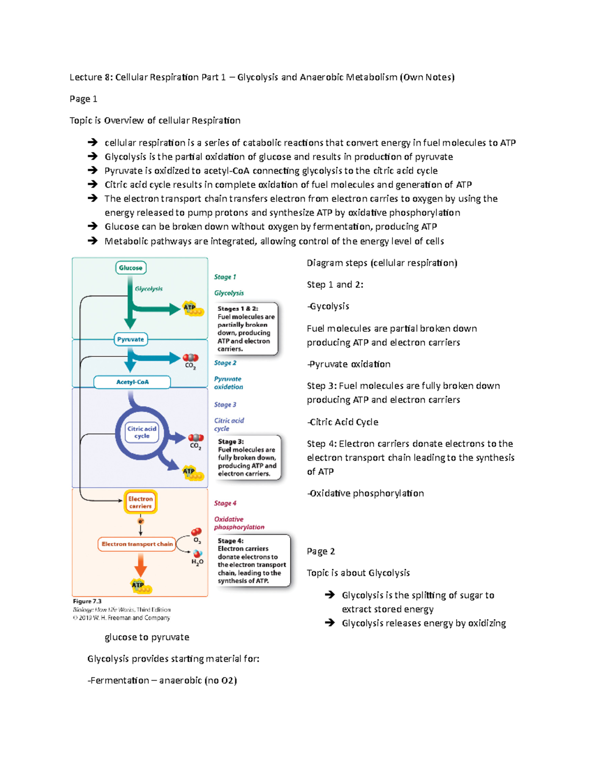 Lecture 8 (own Notes) - Lecture 8: Cellular Respiration Part 1 ...
