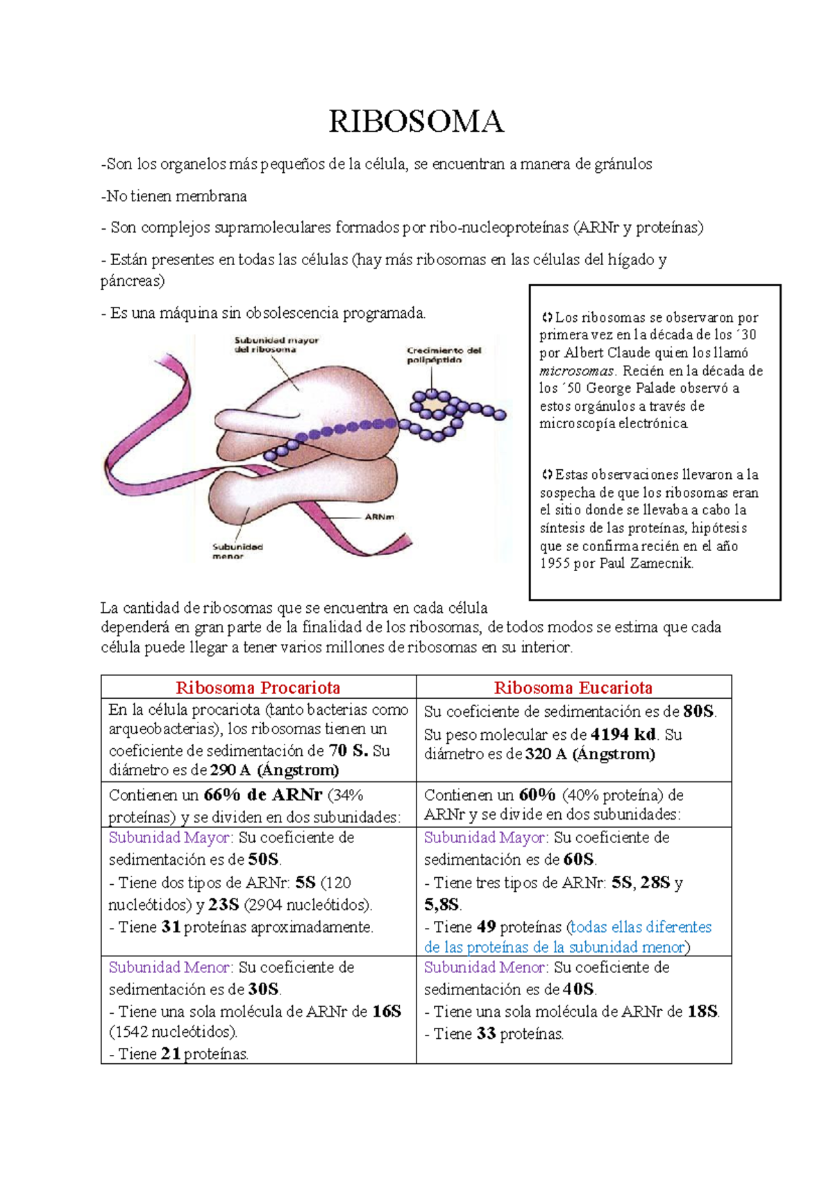 Ribosoma datos:) - RIBOSOMA -Son los organelos más pequeños de la ...