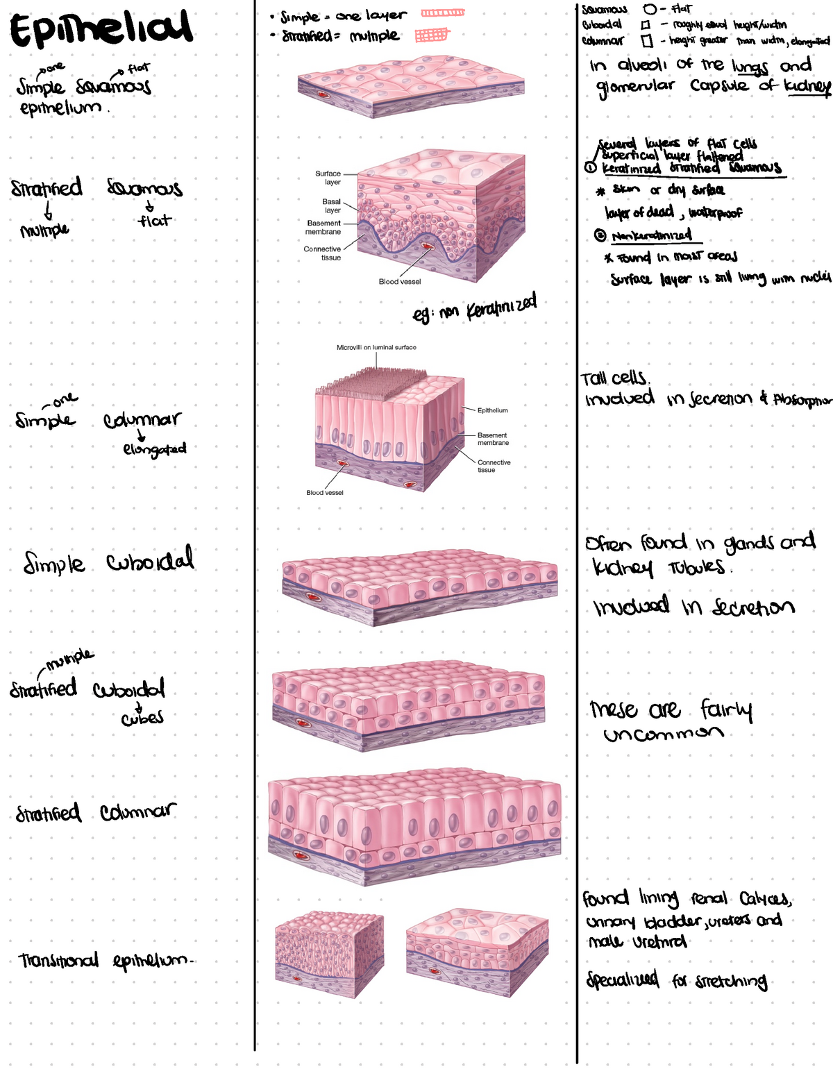 Histology Lab Study Guide -review notes test 1-2021 3 - ° Simple ...