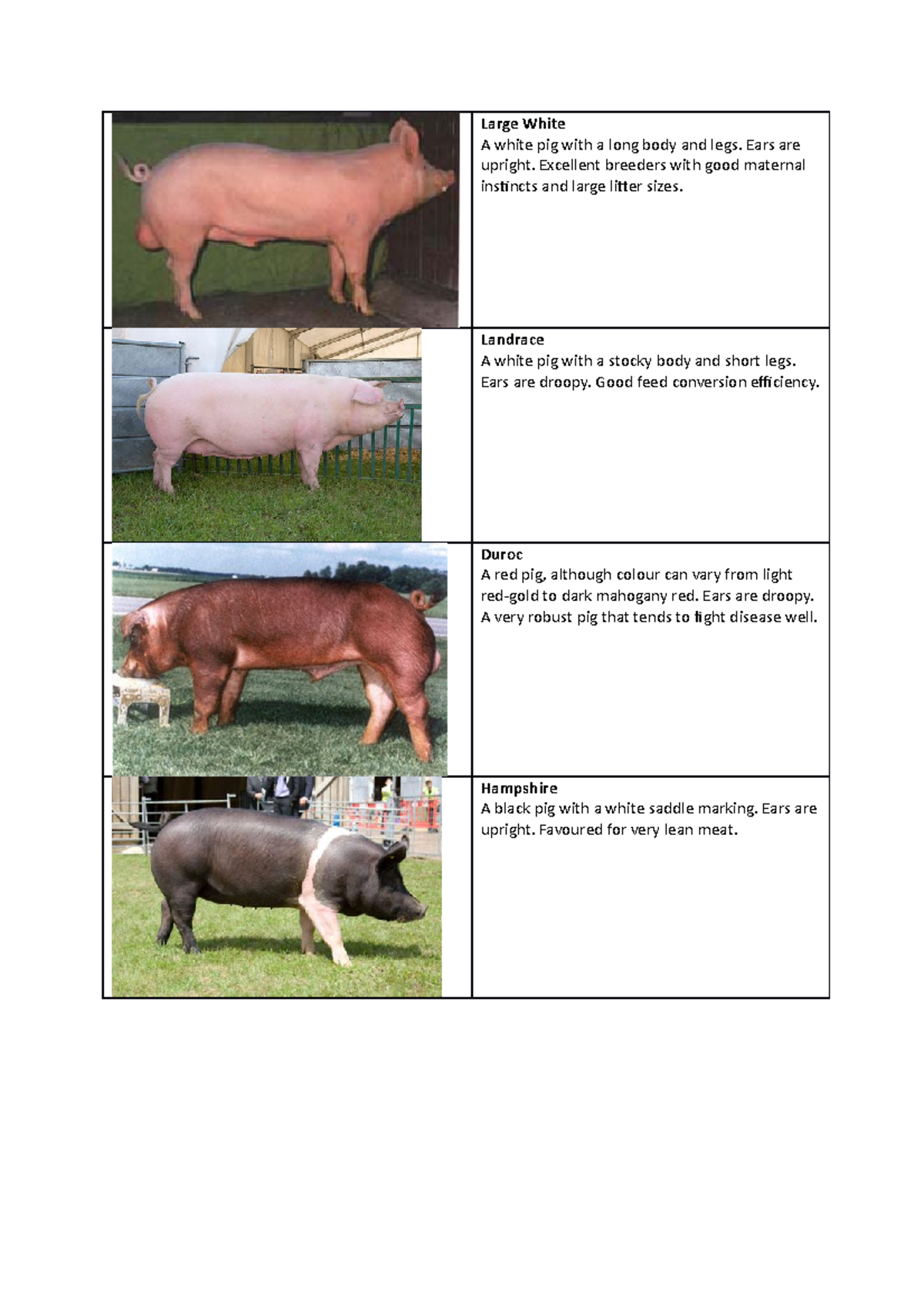 Pig breed descriptions - Large White A white pig with a long body and ...