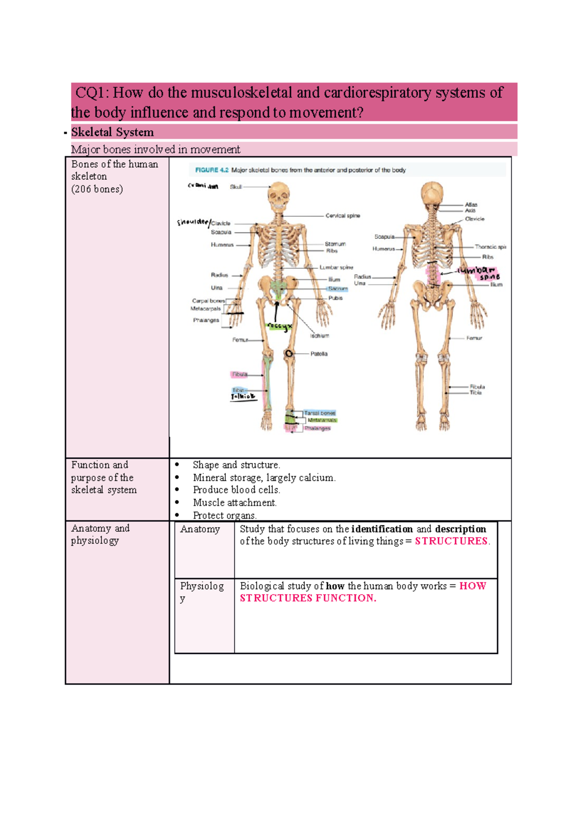Body In Motion Summary Notes - CQ1: How do the musculoskeletal and ...