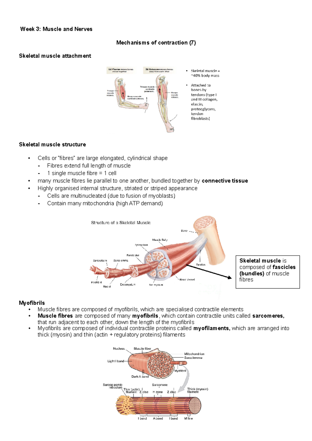 Muscle and Nerves 7 - Lecture notes Week 3, lecture 7 - Week 3: Muscle ...