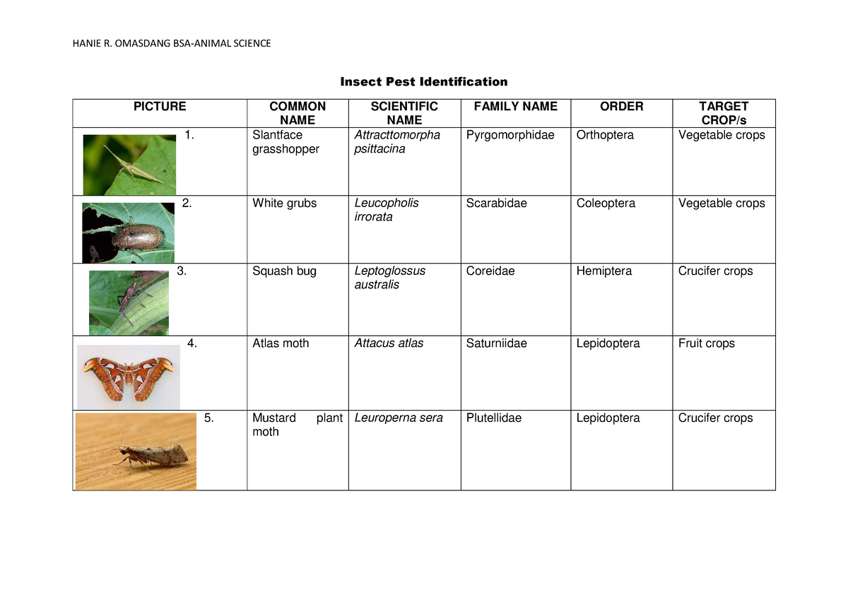 Insect Pest Identification - Insect Pest Identification PICTURE COMMON ...