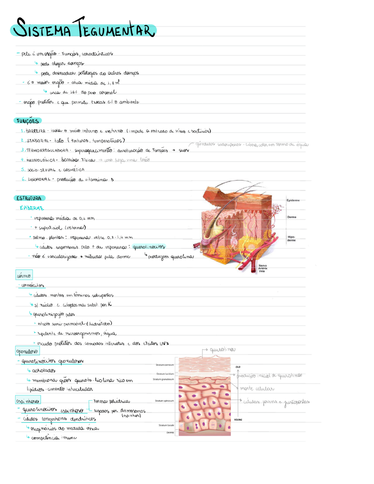 Sistema Tegumentar Aula 1 - Anatomia Básica - Studocu