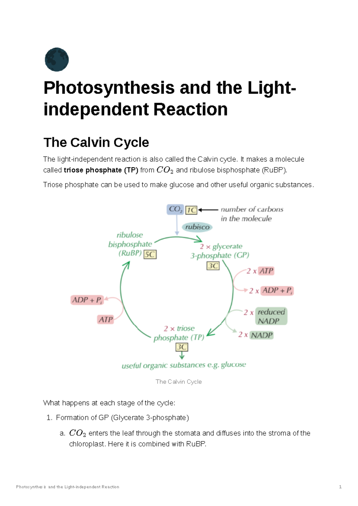 Light-Independent Reaction - It makes a molecule called triose ...