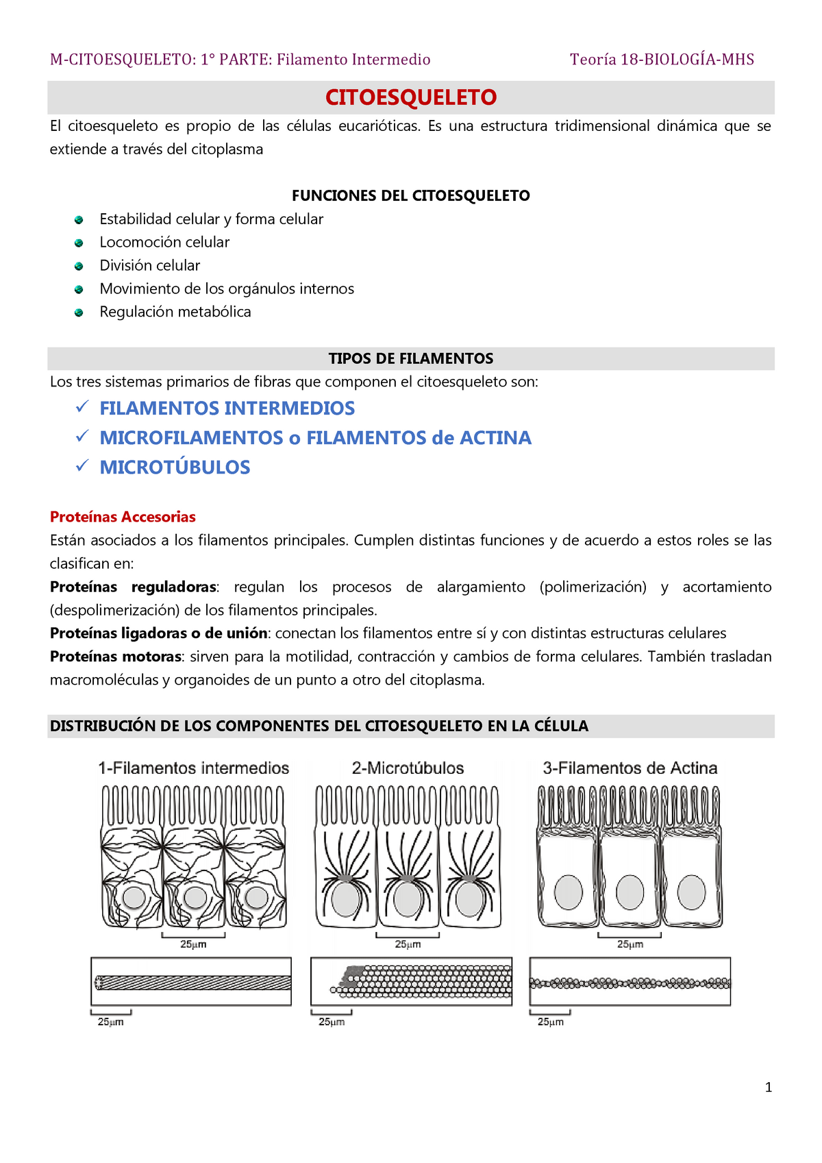 Teoría 18- Biolo-M-Citoesqueleto 1° Parte - CITOESQUELETO El ...