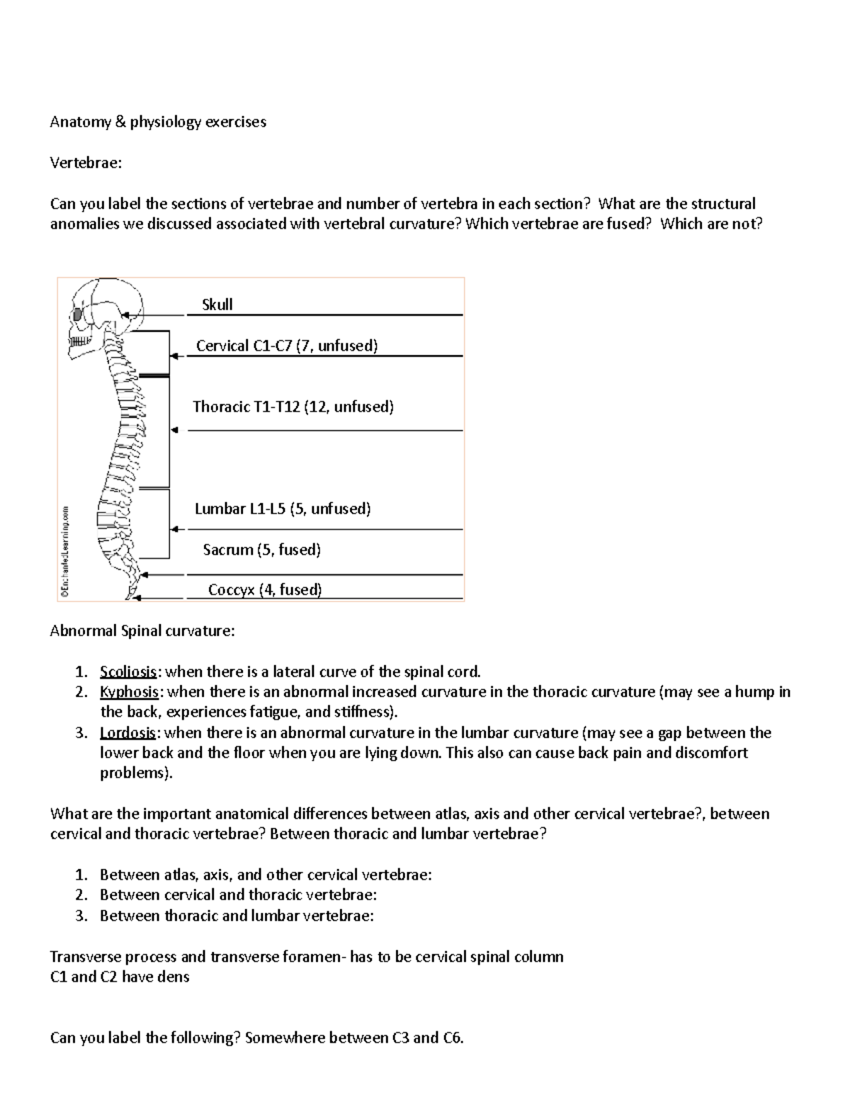 Vertebrae Labeling Quiz 50 - ab5o94t