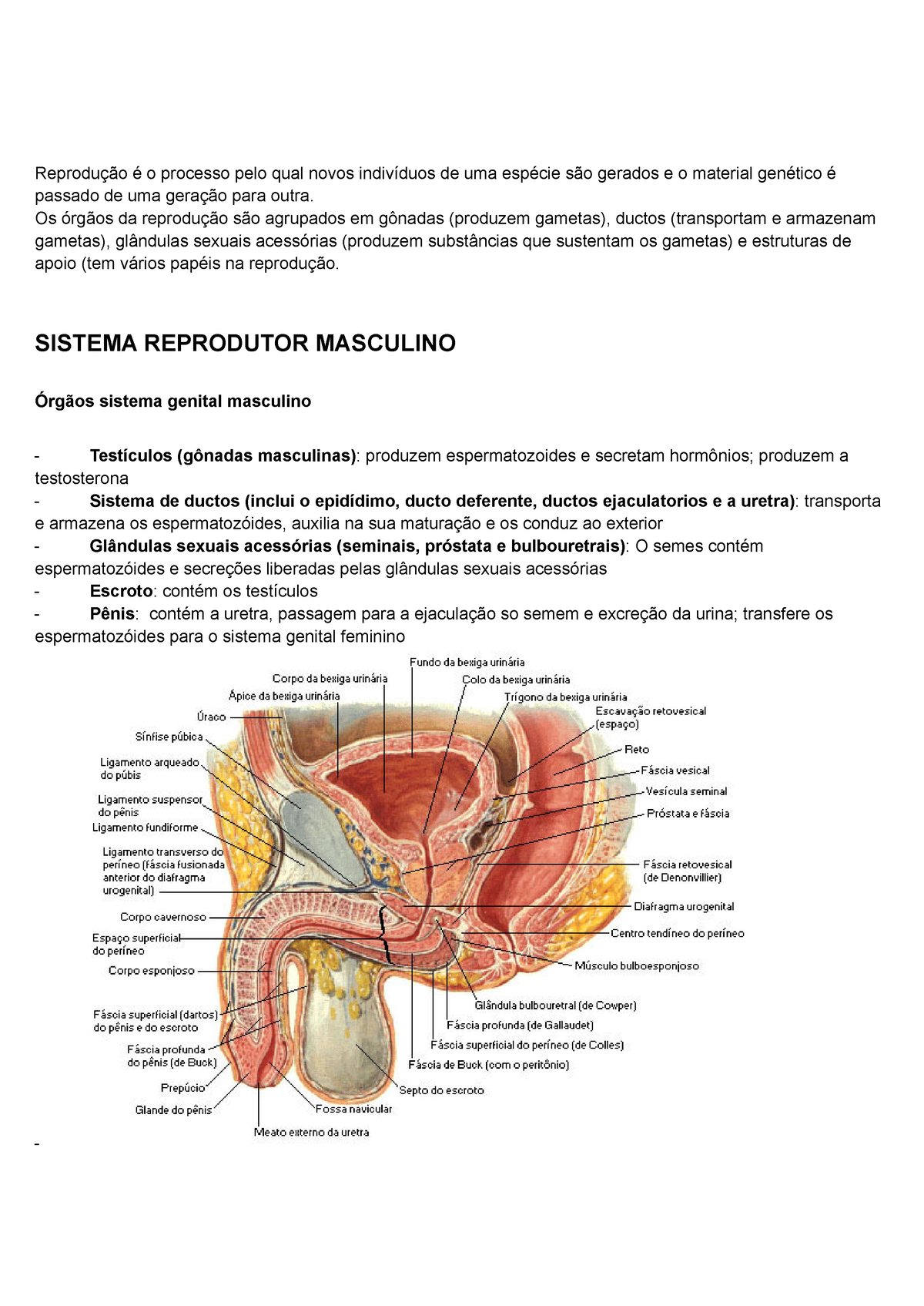 portfolio-de-anatomia-fisiologia-farmacologia-e-an-lises-cl-nicas