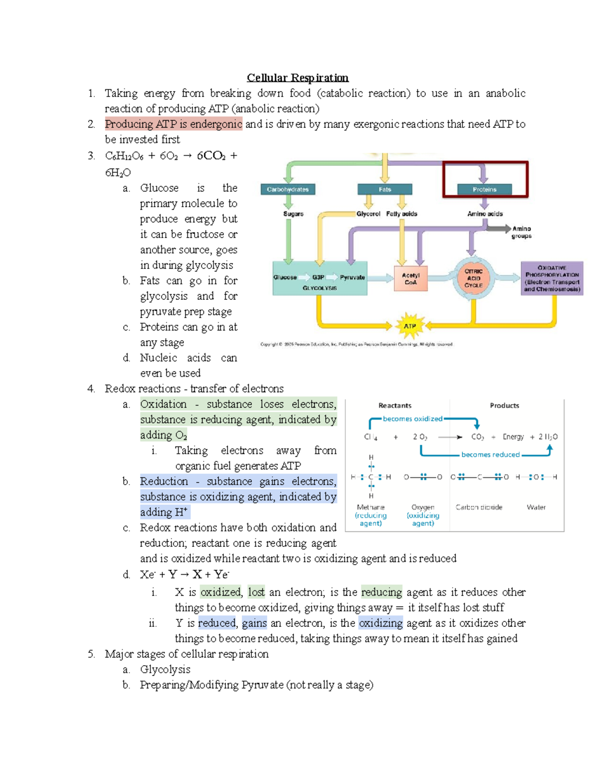 Chapter 9 Cellular Respiration And Fermentation - BIO100 - Hunter ...