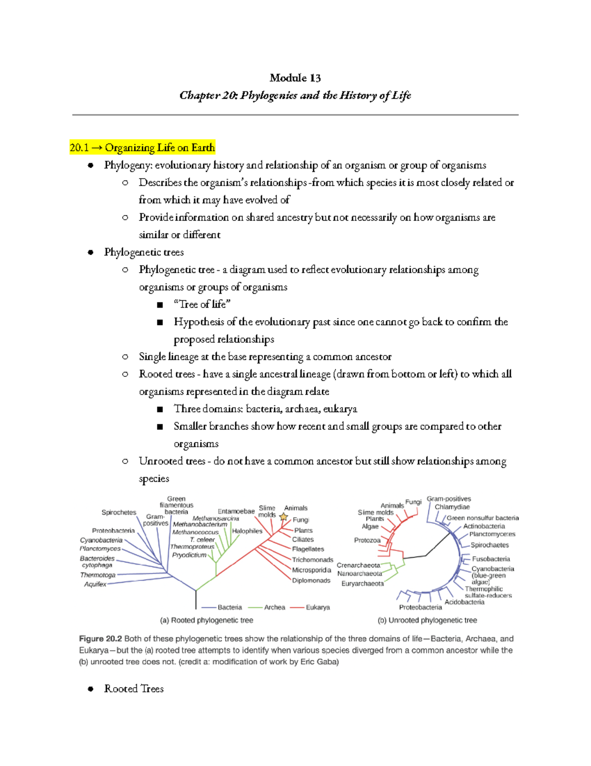 Module 13 - Professor Bader Chapter 20 Notes: Phylogenies And The ...