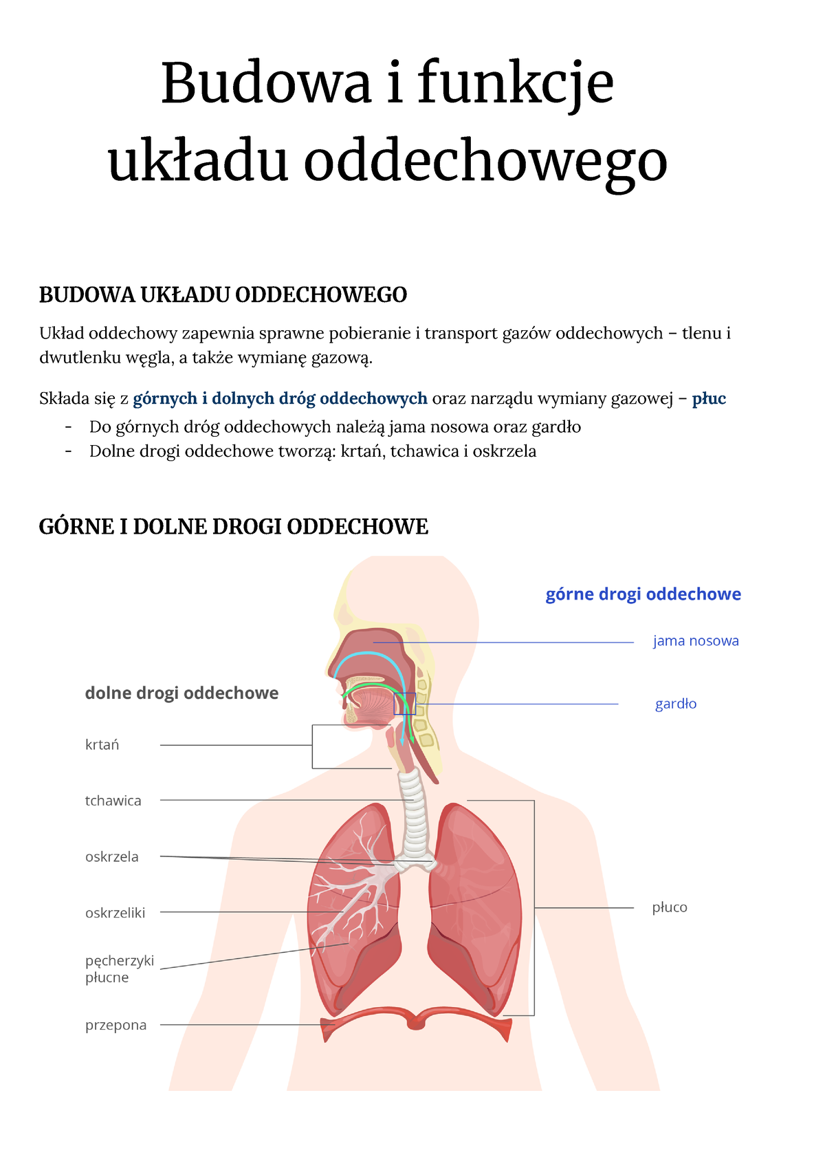 Układ Oddechowy Biologia Notatka Poziom Rozszerzony Budowa I Funkcje Układu Oddechowego 4694