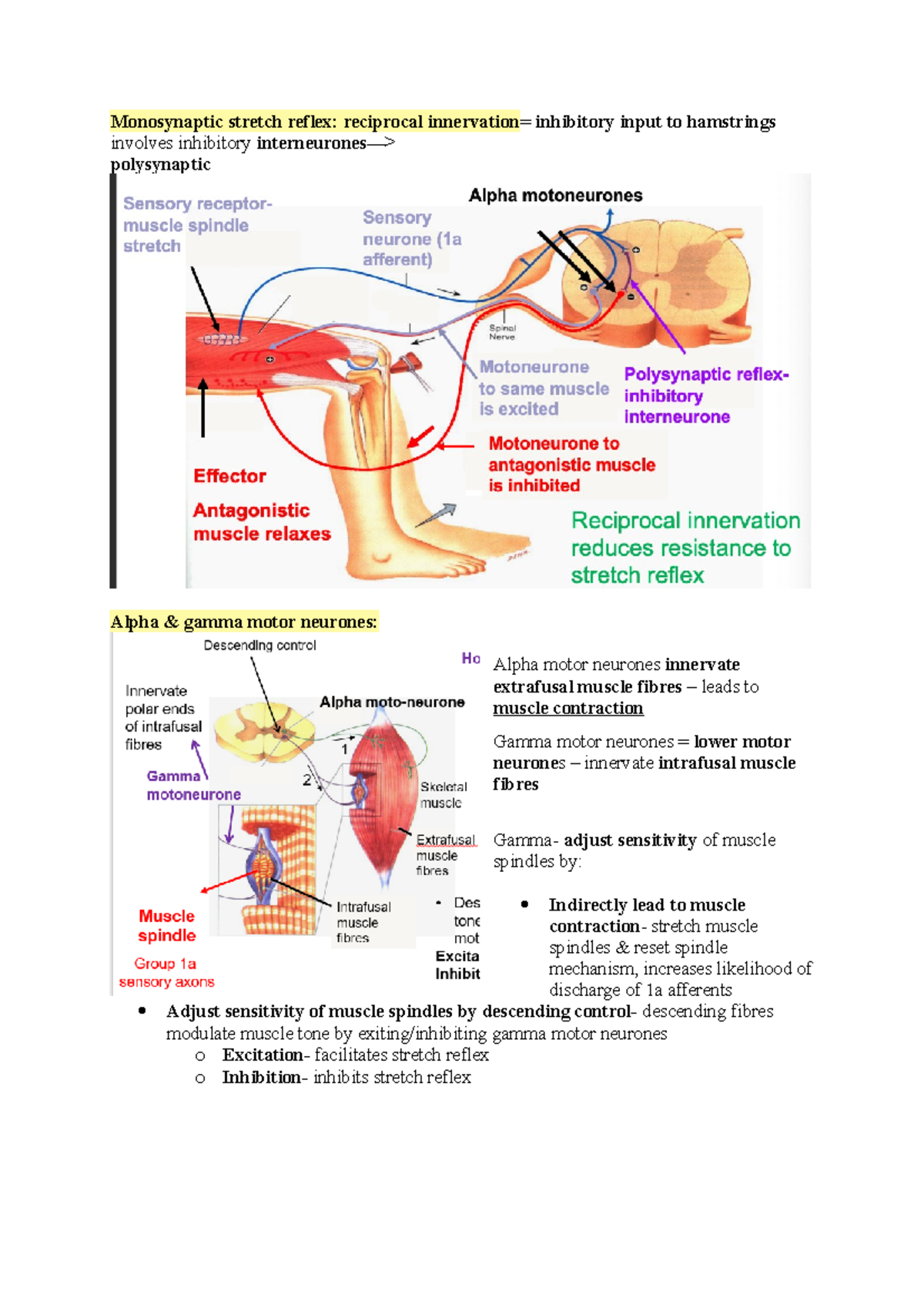 Monosynaptic stretch reflex - These afferents have their cell bodies in ...