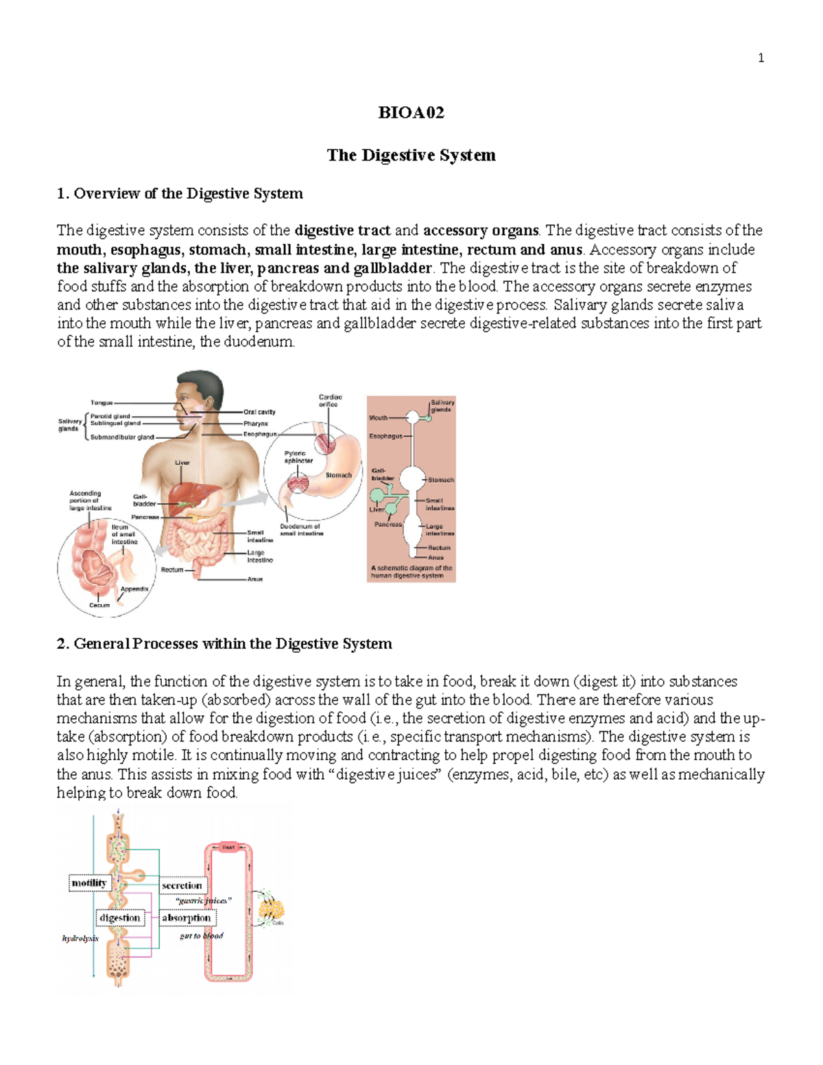 Lecture 11 Notes 2023 Digestive System - BIOA The Digestive System ...