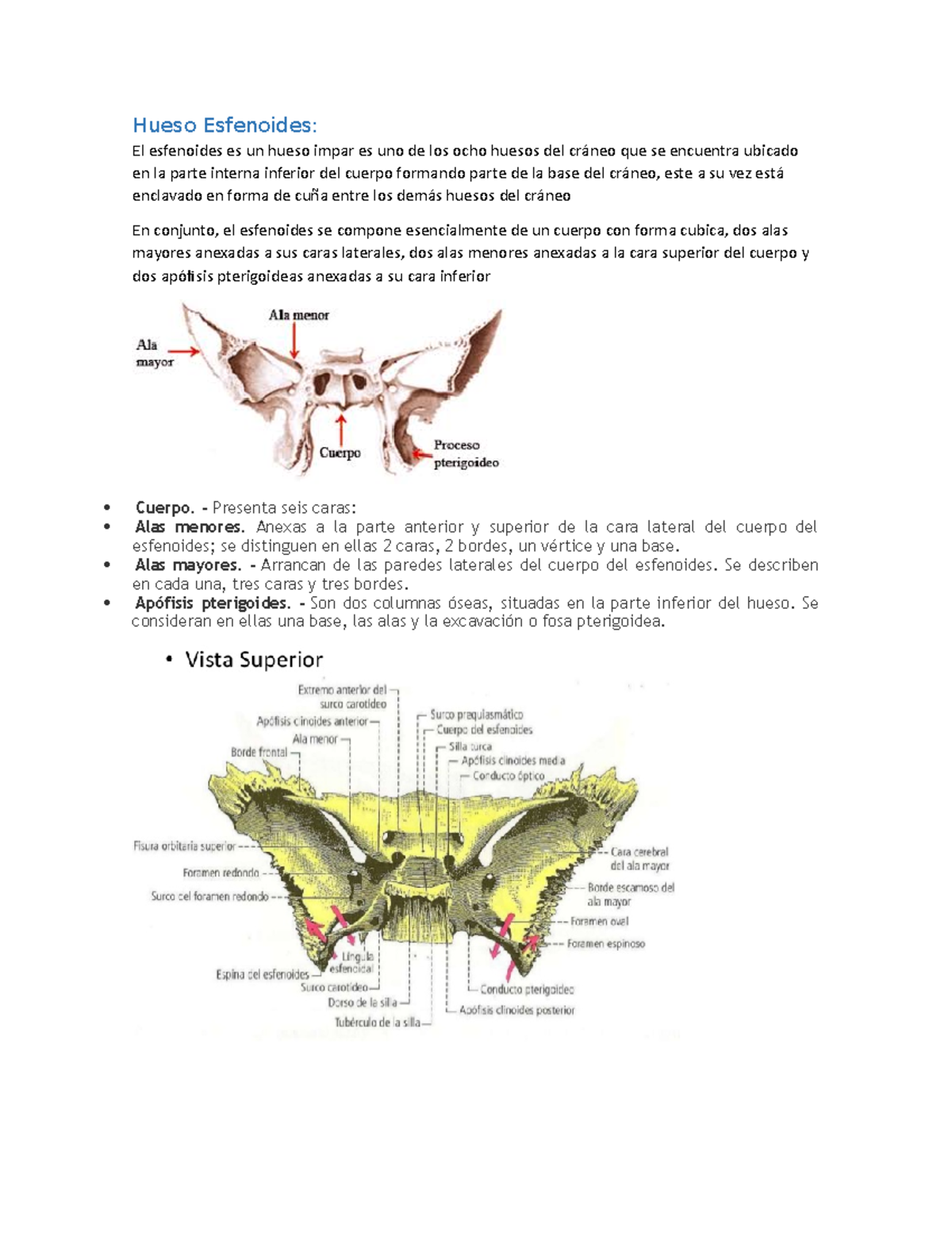 Hueso Esfenoides Hueso Esfenoides El Esfenoides Es Un Hueso Impar Es Uno De