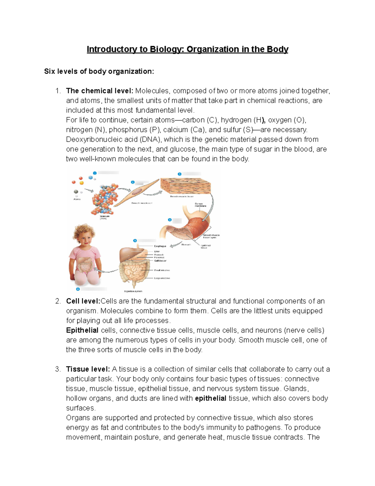 Introductory to Biology Organization in the Body - For life to continue, certain atoms—carbon (C ...