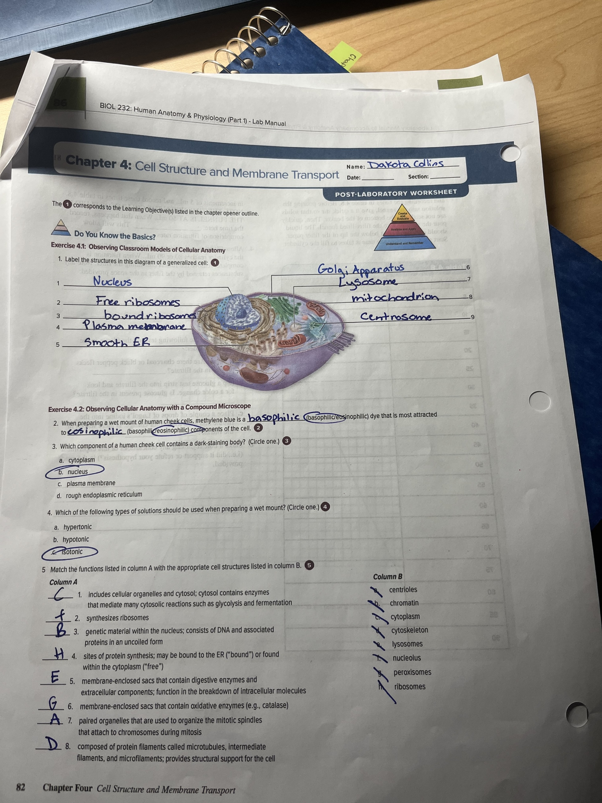 IMG-0752 - post lab sheet number 4 of cell structure - 86 BIOL 232 ...