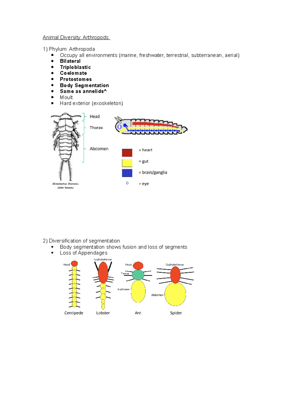 Lecture 14 Animal Diversity - Animal Diversity: Arthropods 1) Phylum ...