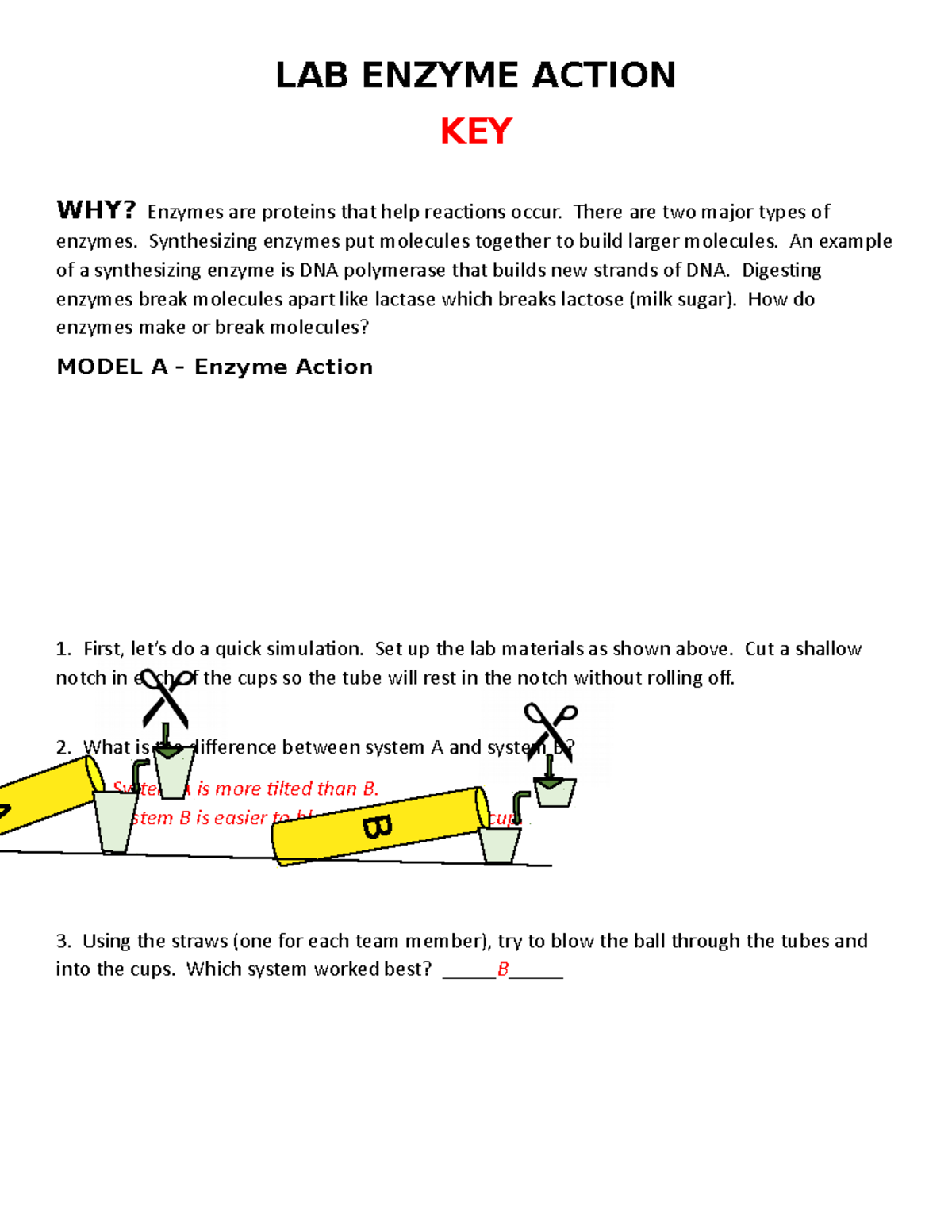 LAB Enzyme Action key - LAB ENZYME ACTION KEY WHY? Enzymes are proteins ...