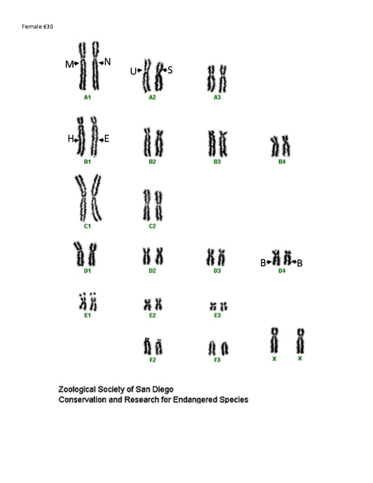 Karyotype Activity Female 630 B B M N U S H E Female 628 B A M N S S