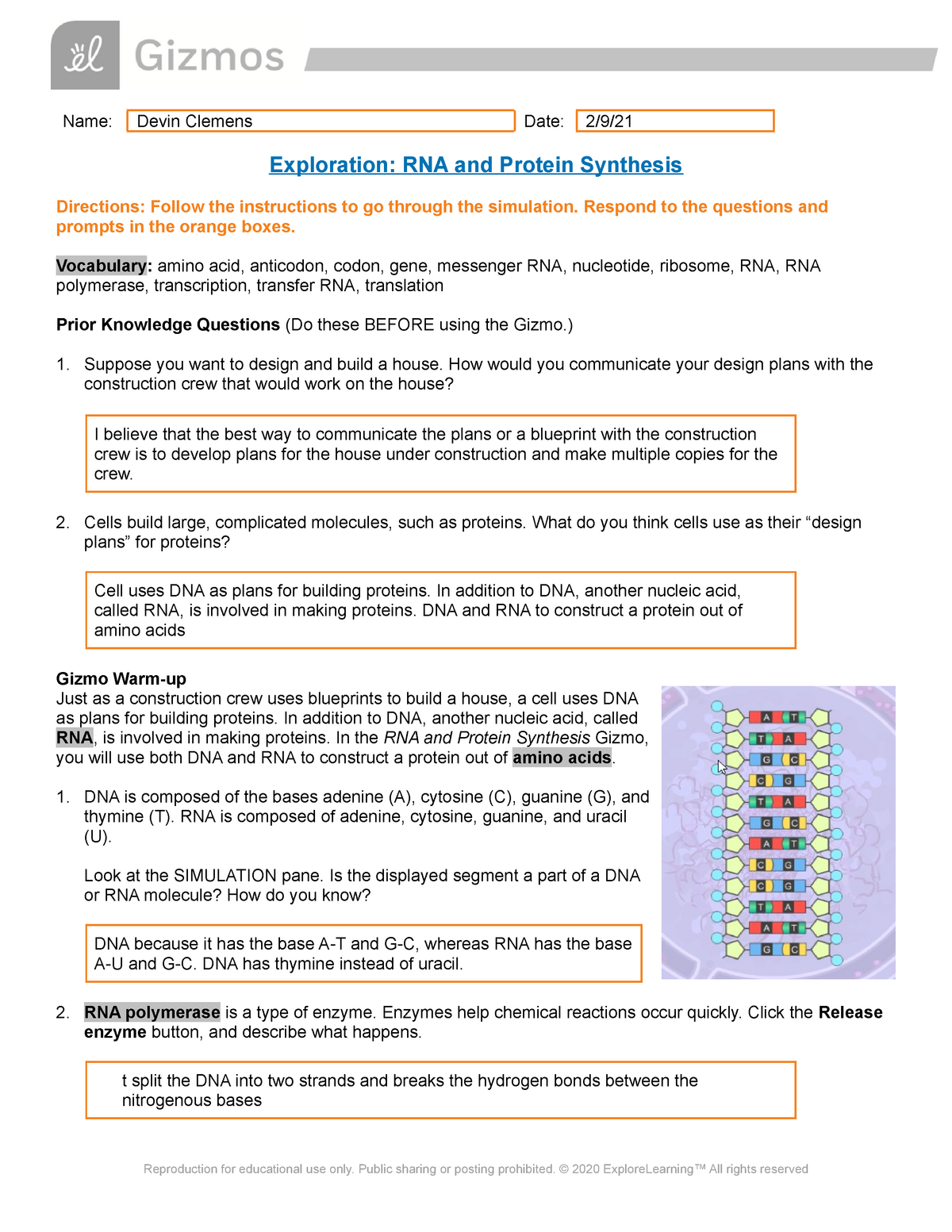 Student Exploration Rna And Protein Synthesis Answer Key Activity B : Student Exploration Rna ...