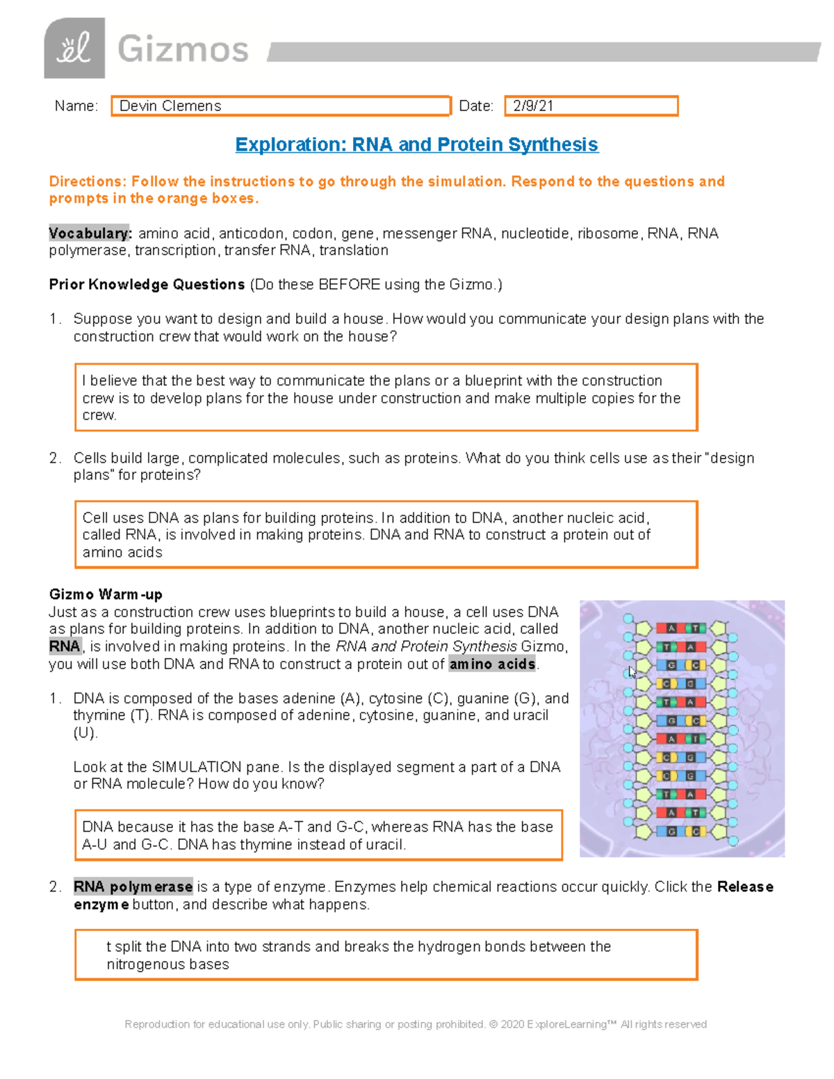 Student Exploration Rna And Protein Synthesis Answer Key ...