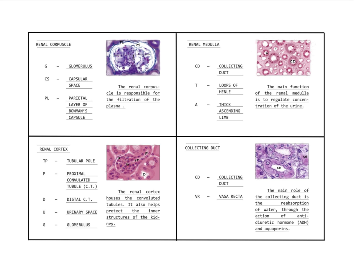 Urinary System (LAB) Histology Studocu