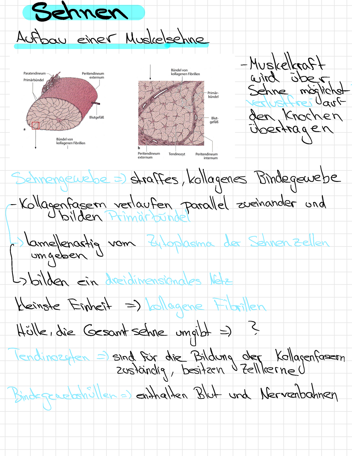 Funktionelle Anatomie - Sehnen - Sehnen Aufbau Einer Muskelsehne ...