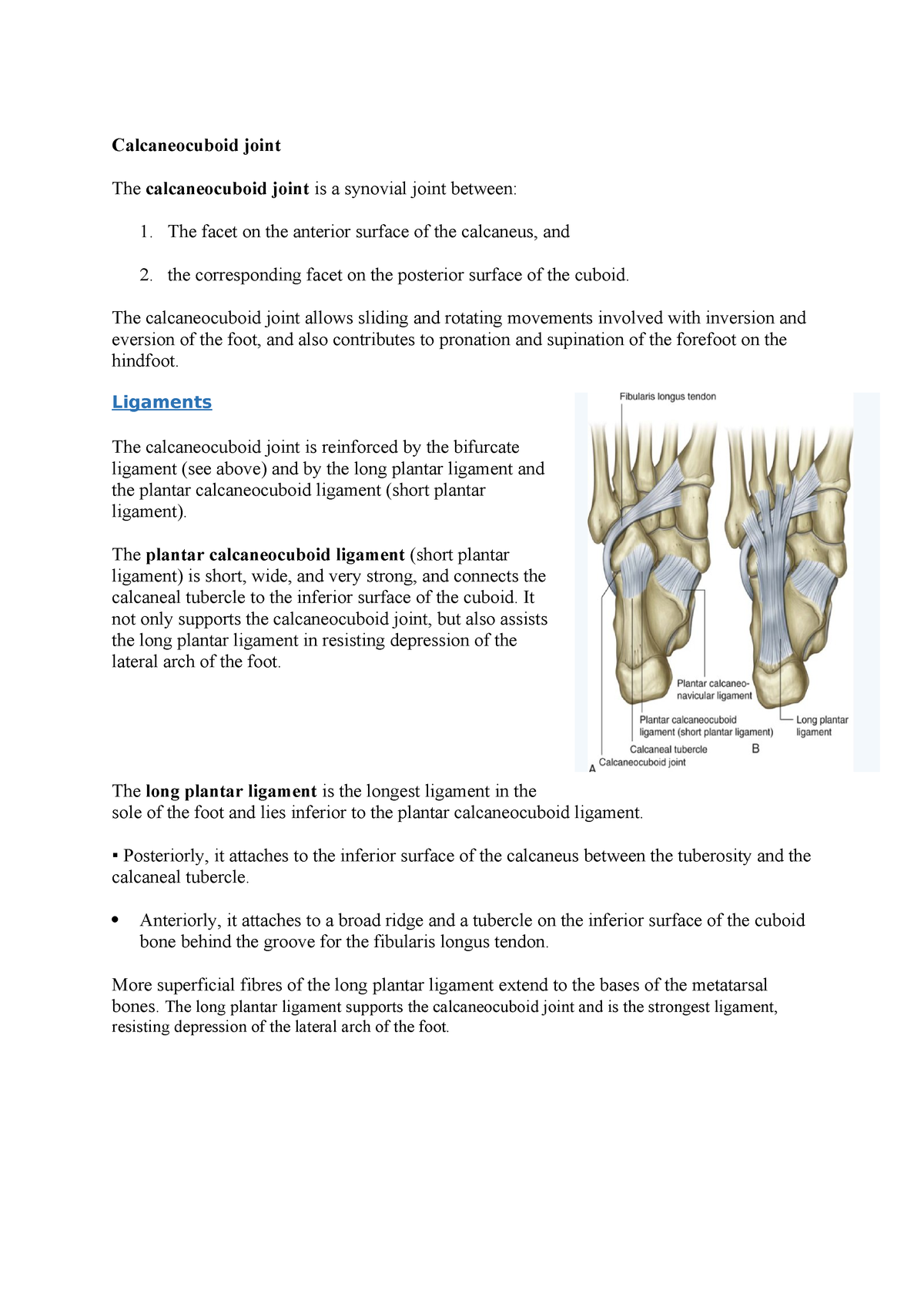 Long Plantar Ligament