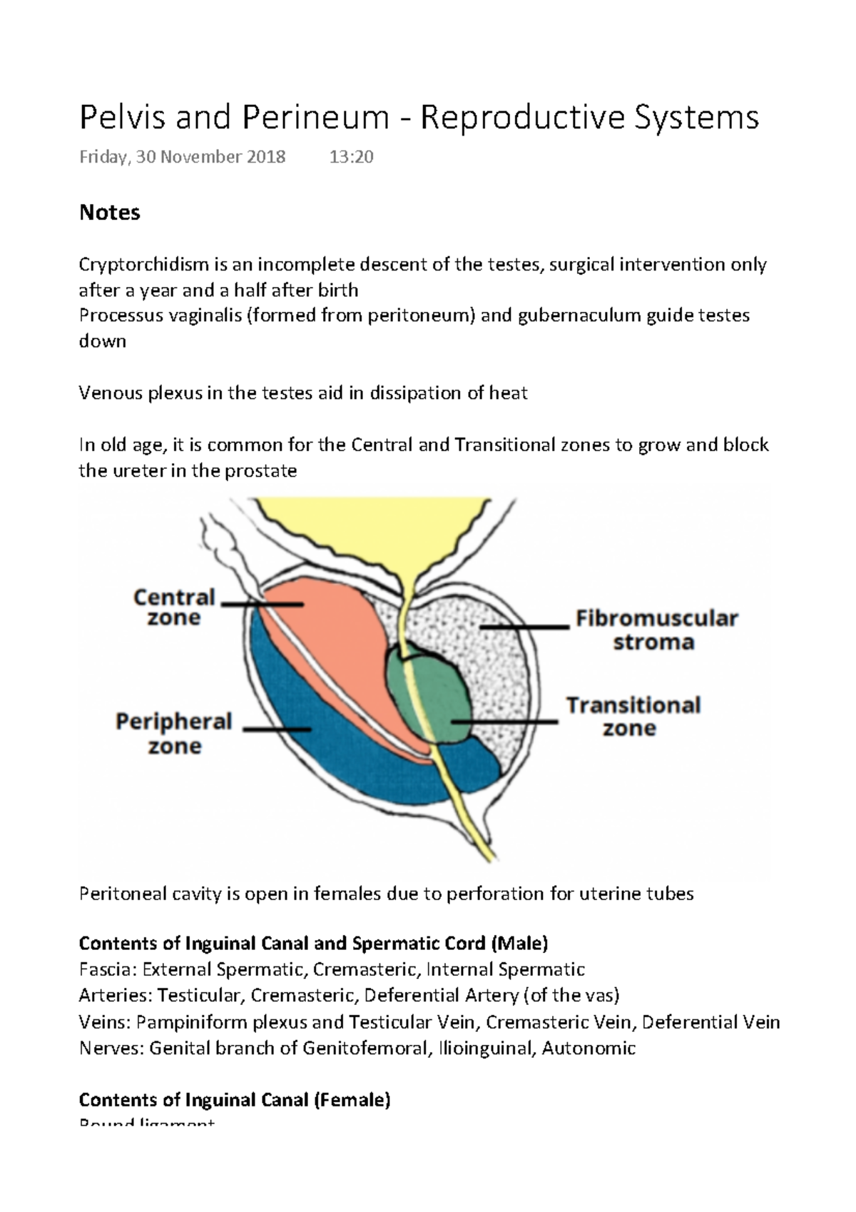 Pelvis And Perineum - Reproductive Systems - Notes Cryptorchidism Is An 