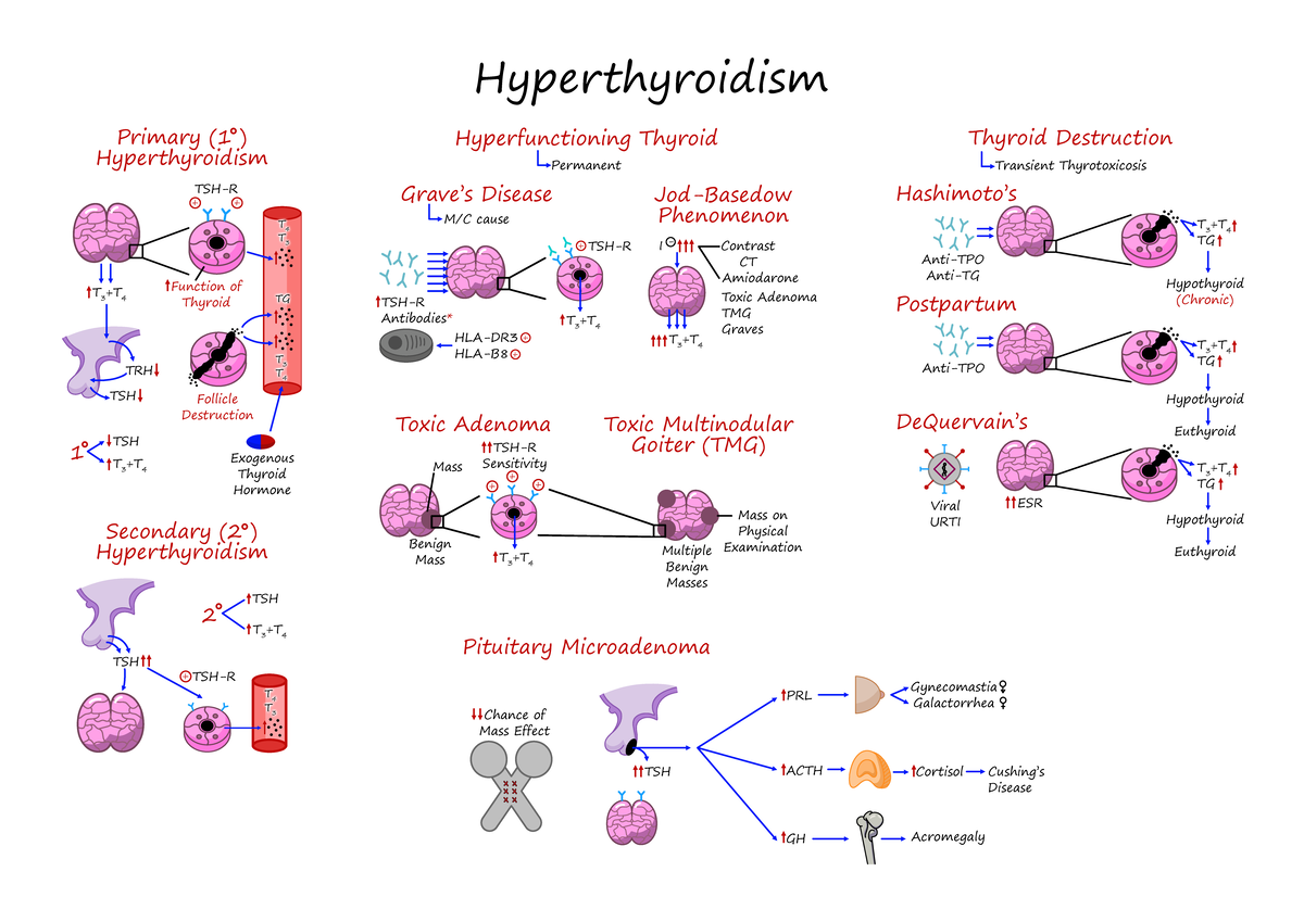2 Hyperthyroidism Illustrations Key - TSH T 4 T 3 T 3 +T 4 TSH 2 + TSH ...