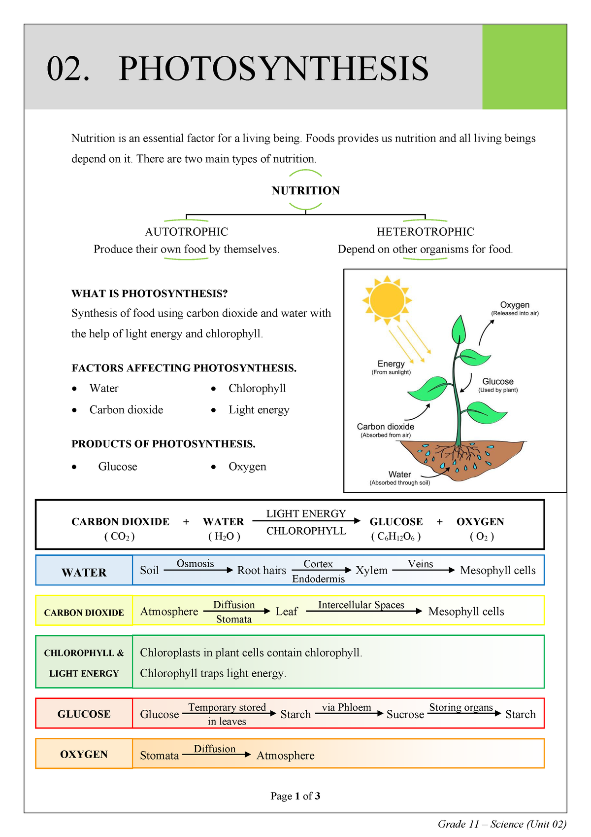 life sciences photosynthesis assignment grade 11