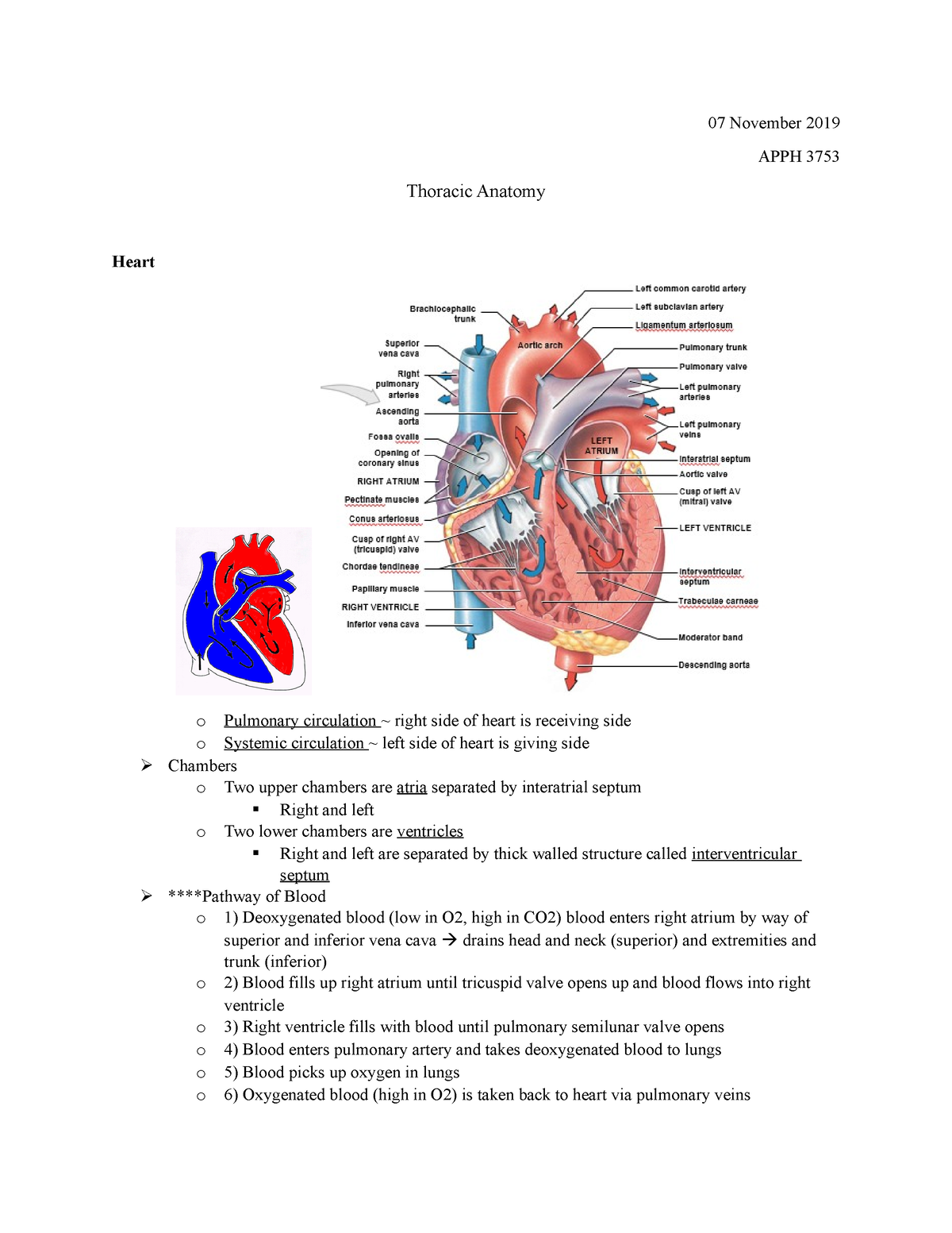 05 November - Thoracic Anatomy - 05 November 2019 APPH 3753 Thoracic Anatomy  o Transthoracic plane – - Studocu
