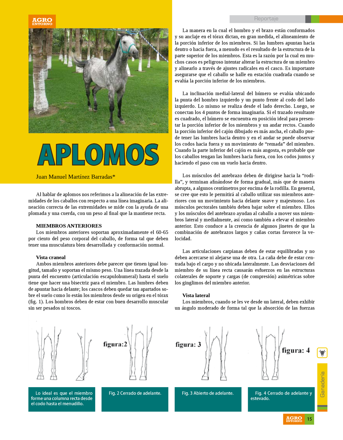 Aplomos 1 - Ganadería Al hablar de aplomos nos referimos a la alineación de  las extre- midades de - Studocu