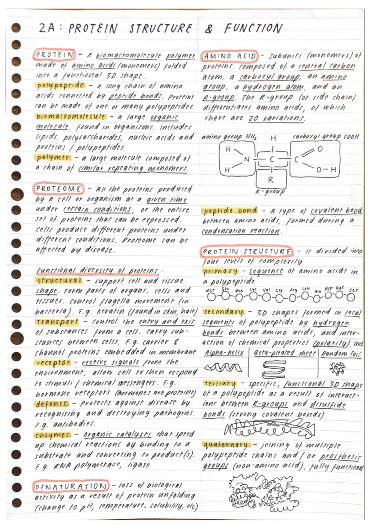 U3 AOS1 Biology Notes - Edrolo Ch2 - 2A: PROTEIN STRUCTURE FUNCTION ...