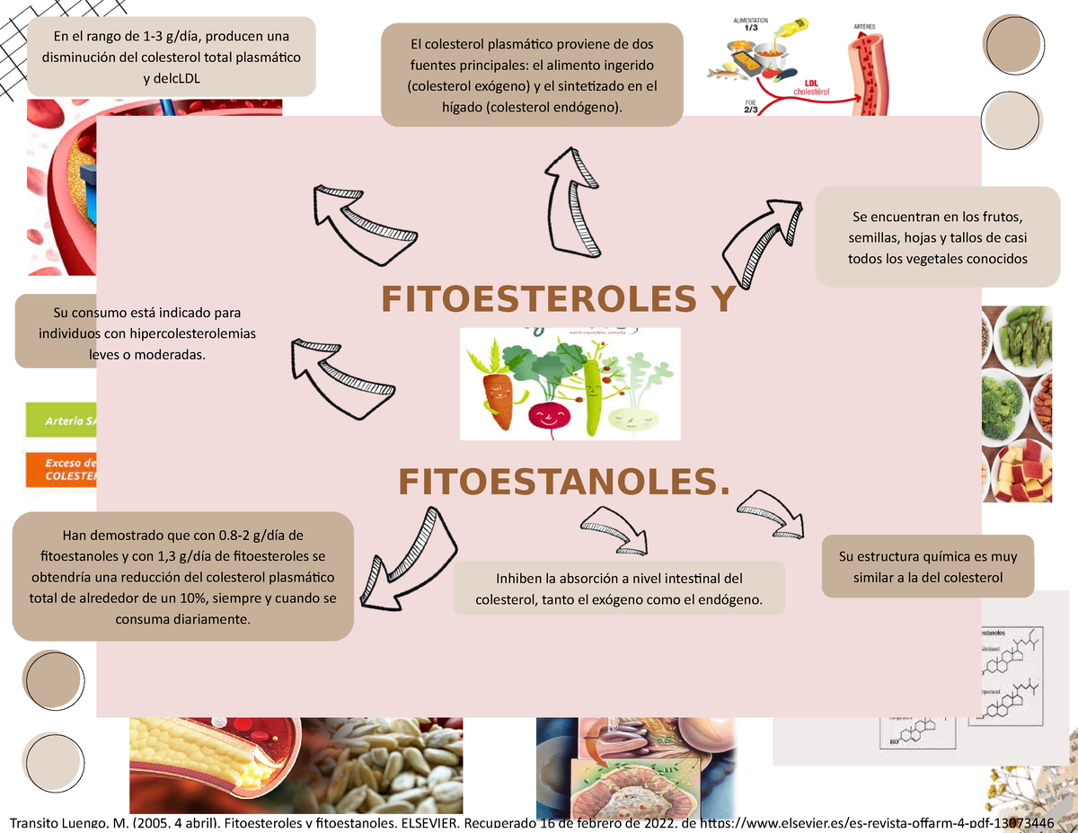 Mapa mental F y F - En el rango de 1-3 g/día, producen una disminución del  colesterol total - Studocu