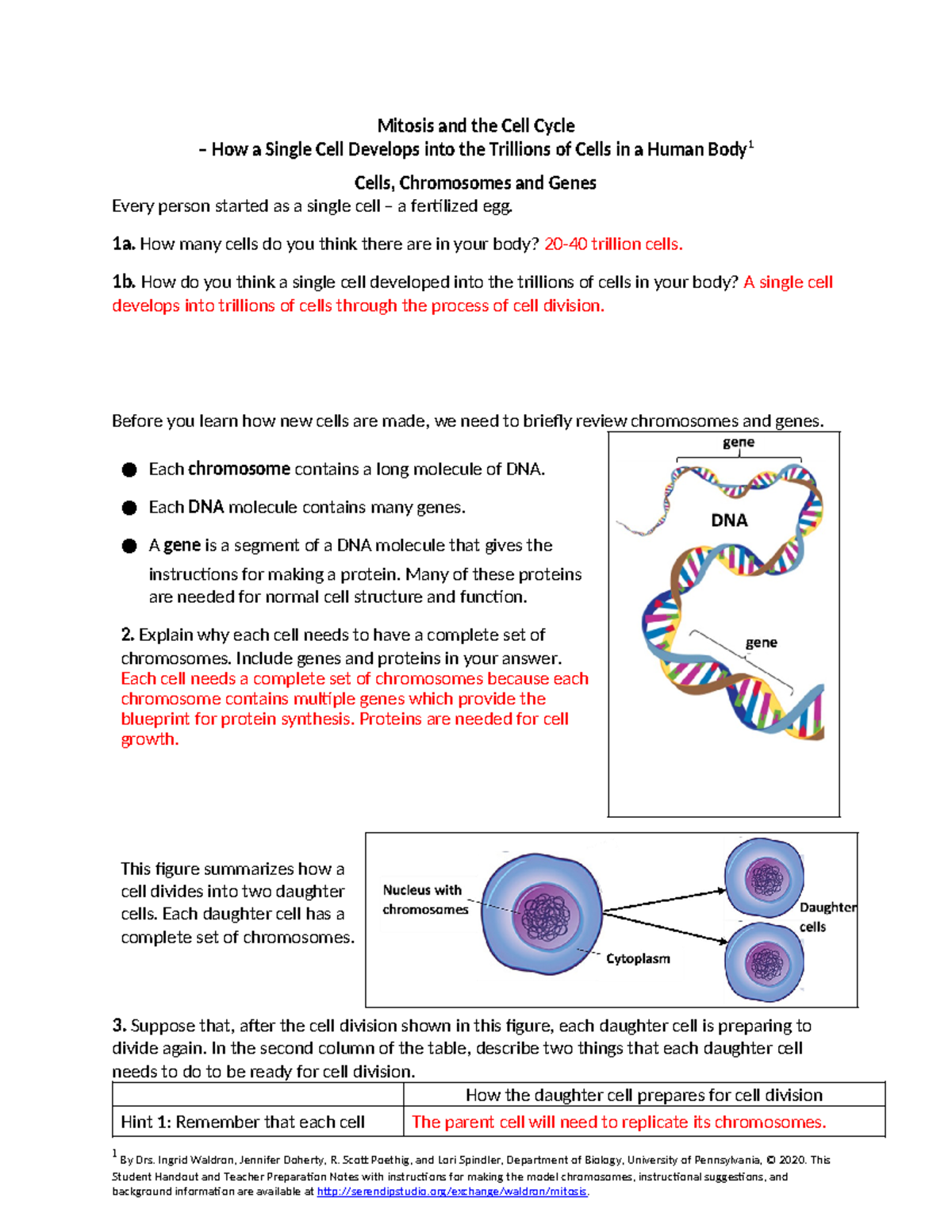 Copy of Mitosis Protocol 2020 (1) - Mitosis and the Cell Cycle How a ...